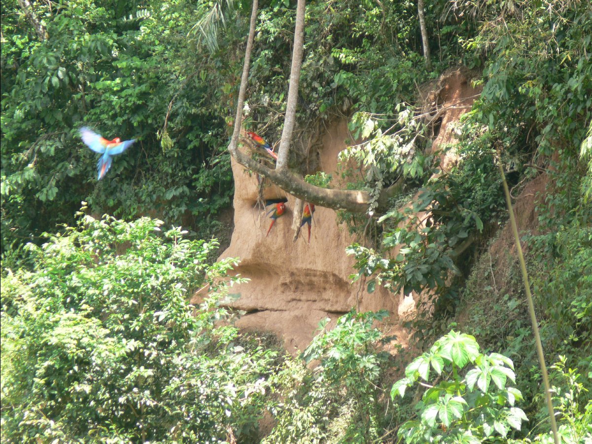 Macaw watching66